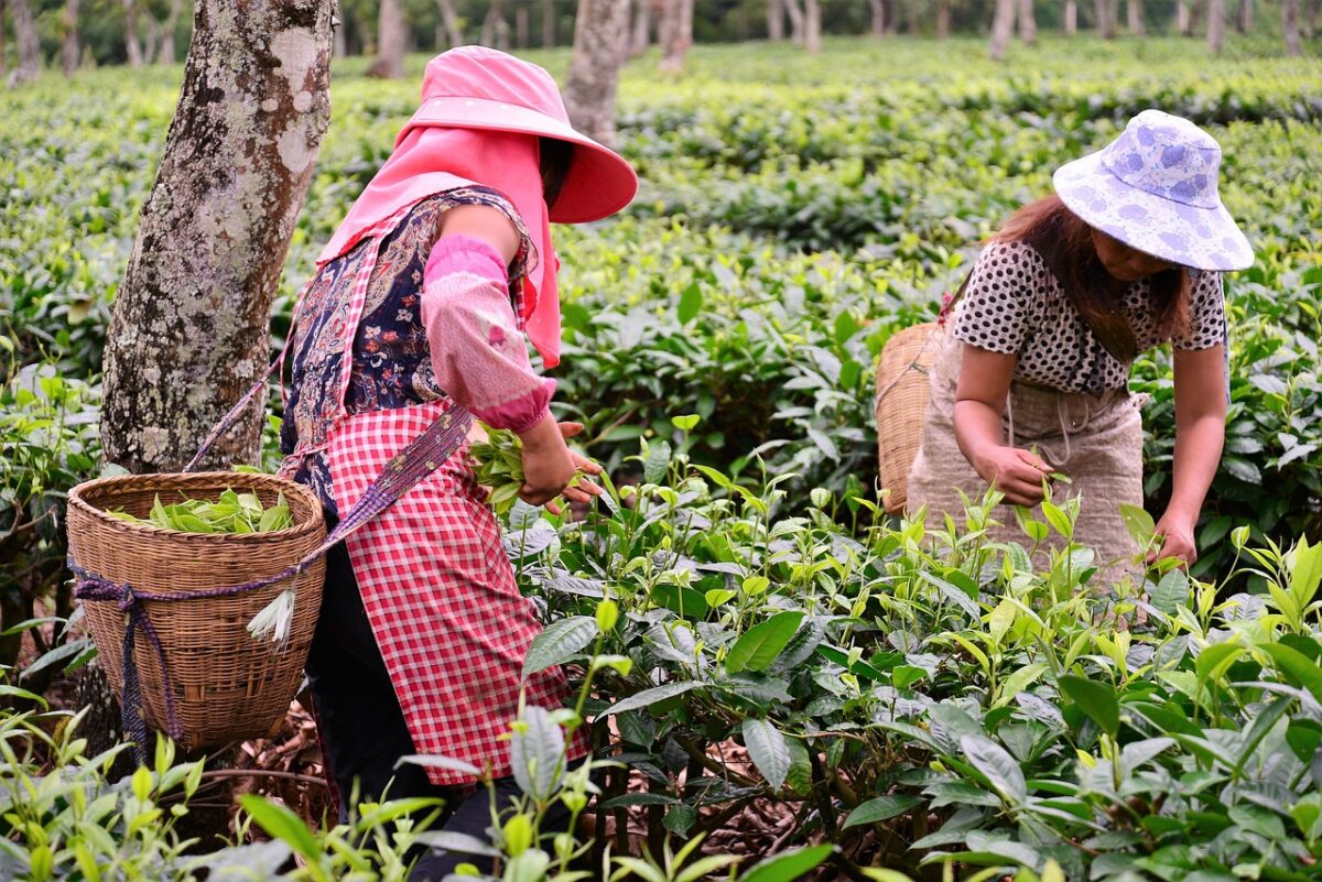 farmers, agriculture, harvest, women, rural, countryside